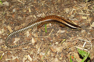 Skink