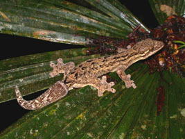 turniptailed gecko